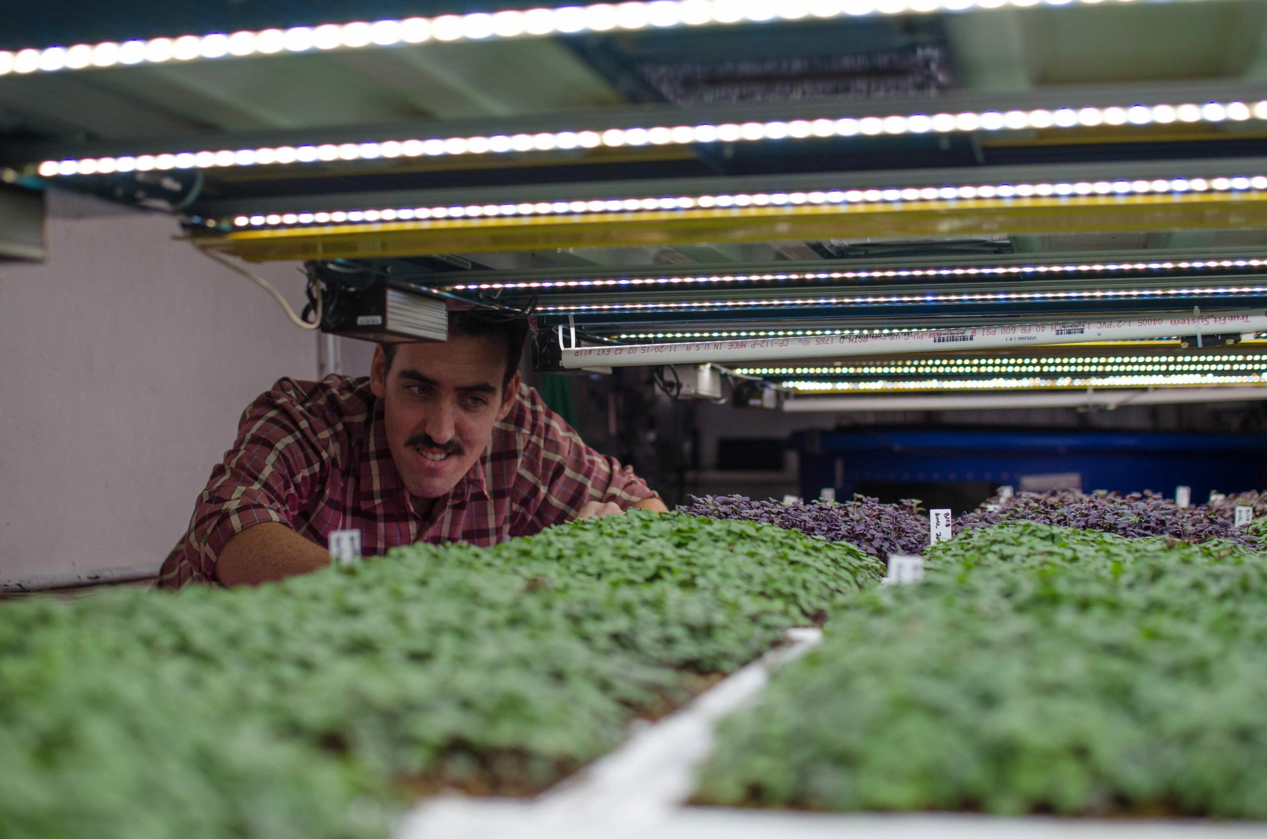 Man in plaid shirt inspects cannabis seedlings under LED grow lights for cannabis.