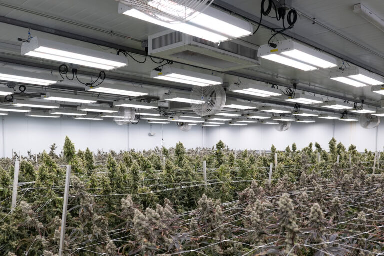 Commercial cannabis facility with mature plants under LED grow lights for cannabis.