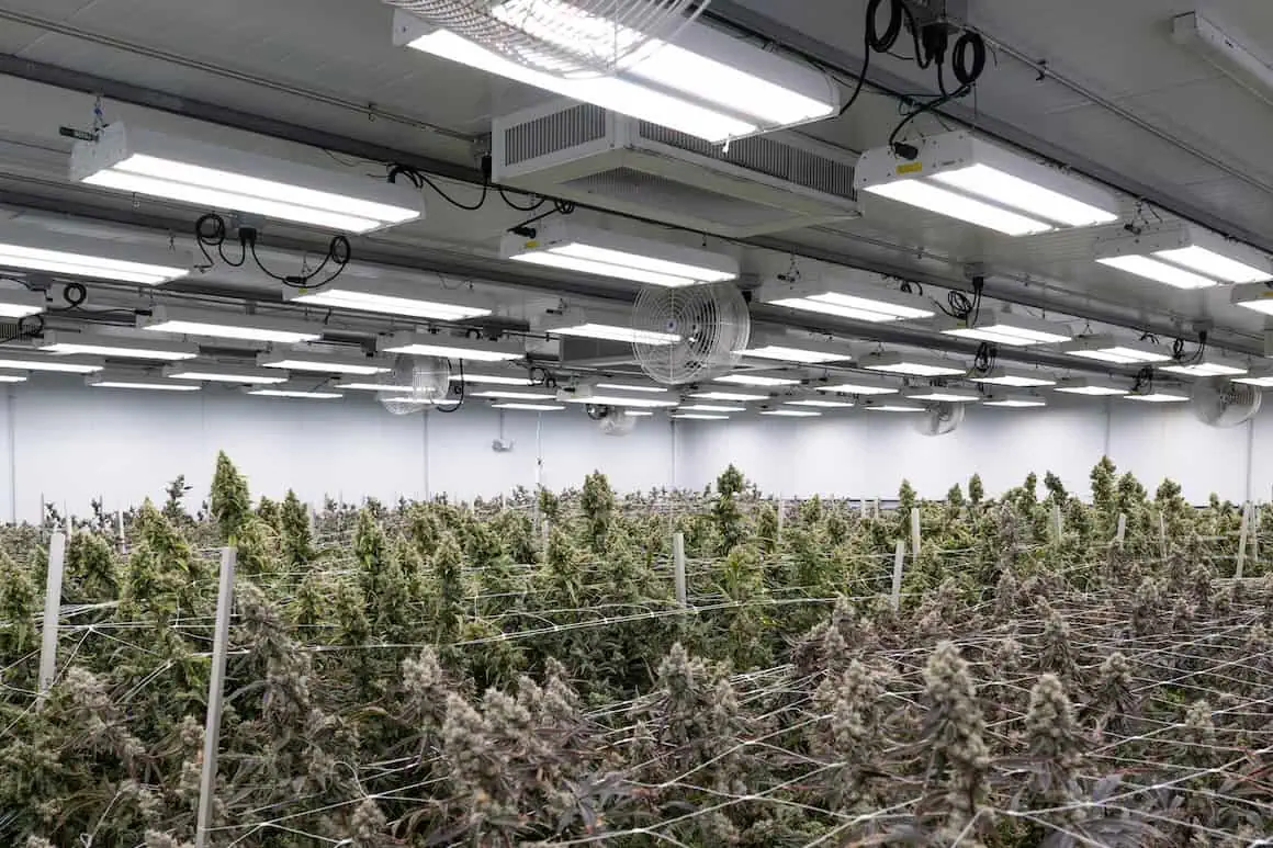 The Future of Cannabis Grow Controls: AI, Automation, and Dynamic Lighting