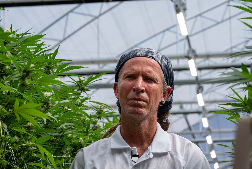 A grower in a greenhouse with cannabis plants under LED grow lights for cannabis.
