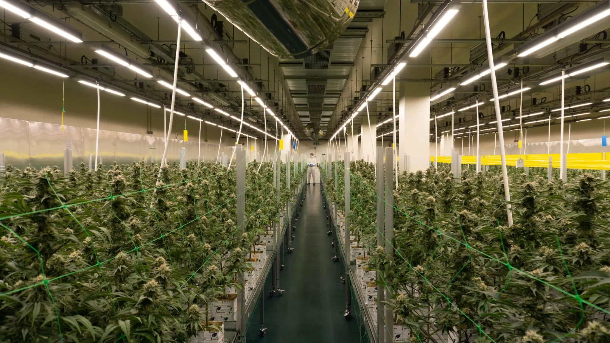 Commercial cannabis cultivation under LED grow lights with netting and walkway.