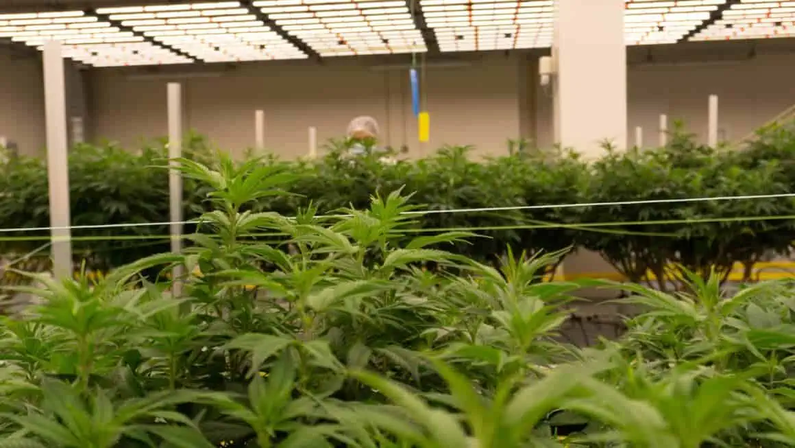 Cannabis plants thriving under LED grow lights for commercial cultivation.