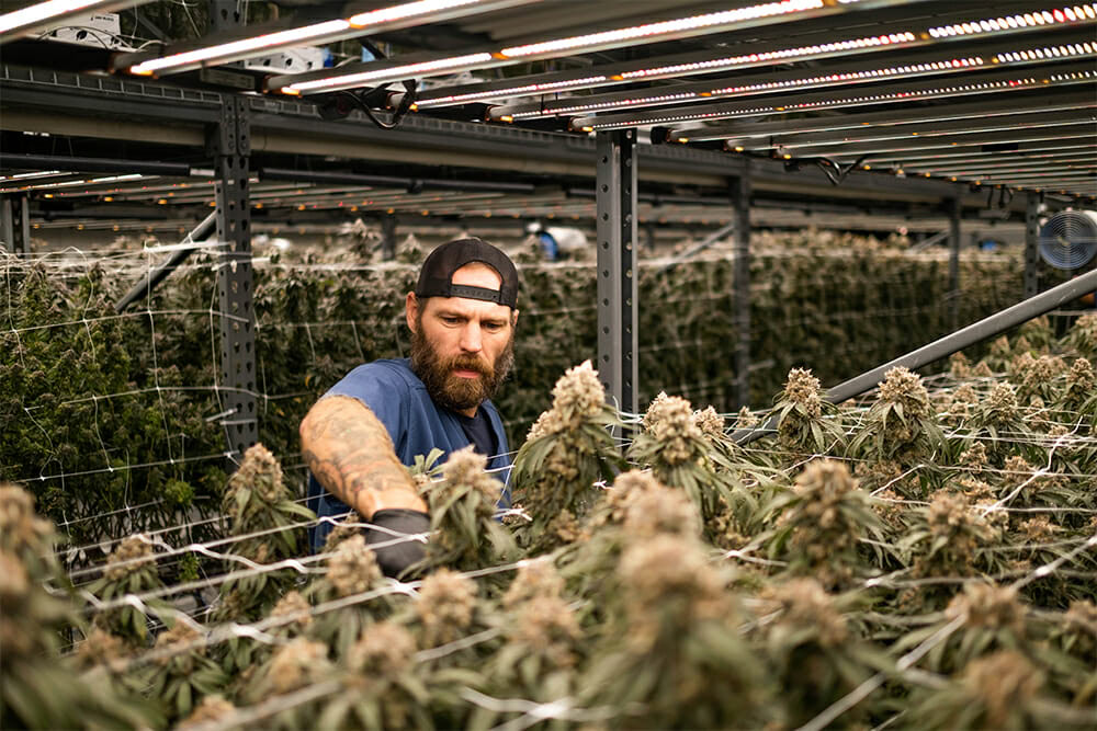 A worker inspects cannabis under LED grow lights for commercial cultivation.