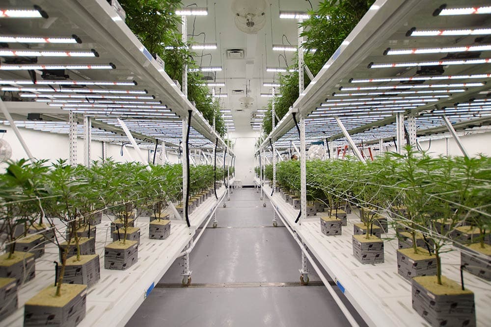 Cannabis plants thrive under advanced LED grow lights for commercial cultivation.