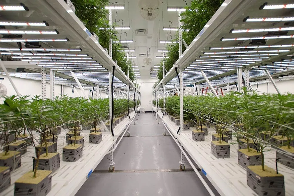Cannabis plants thrive under advanced LED grow lights for commercial cultivation.