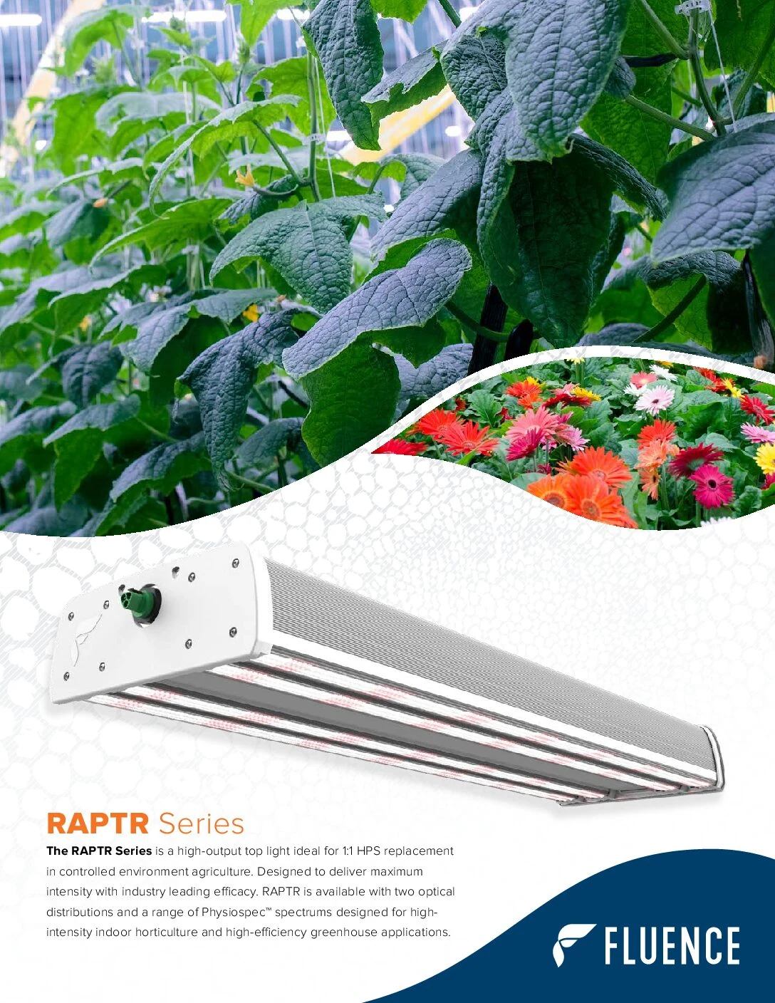 LED grow light for cannabis shown above mature buds in commercial grow setup.