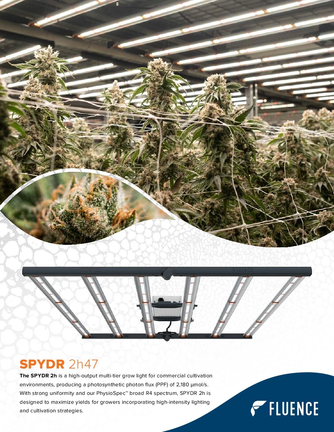Mature cannabis plants under SPYDR 2h47 LED grow lights in commercial cultivation.