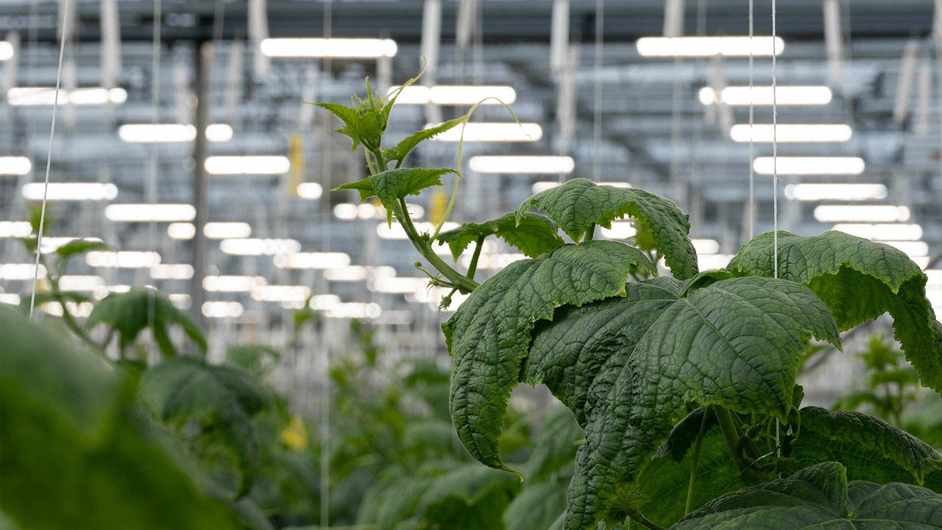 Indoor cannabis plants thriving under LED grow lights for commercial cultivation.