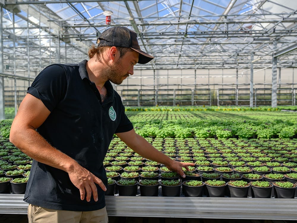 Person inspects cannabis under LED grow lights in commercial cultivation facility.