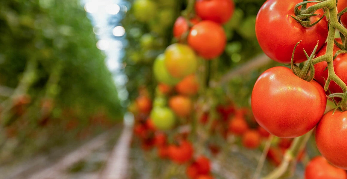 The impact of intercanopy lighting on plant growth and development