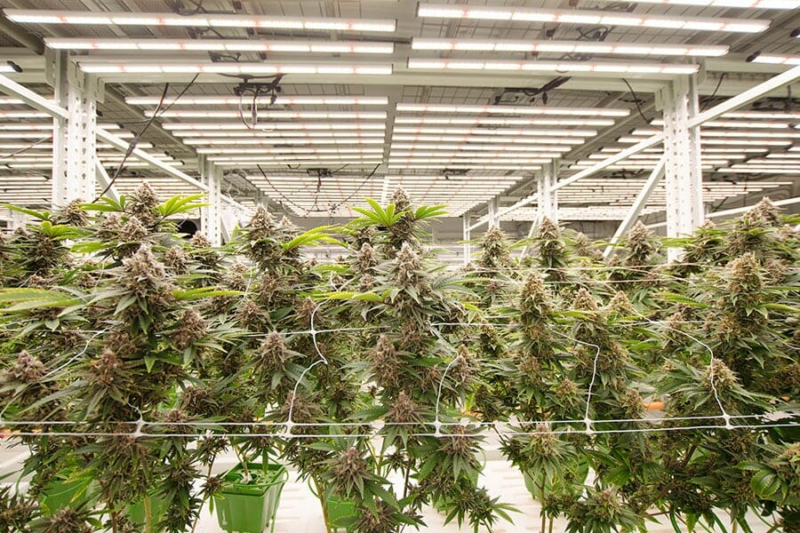 Mature cannabis plants thriving under LED grow lights in a commercial facility.