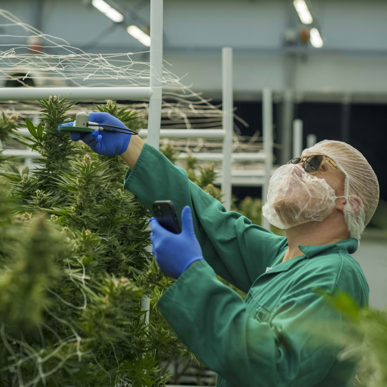 Person examines cannabis plants under LED grow lights in commercial cultivation.