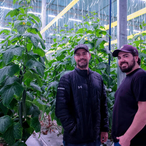 Two men in a cannabis greenhouse with commercial LED grow lights overhead.