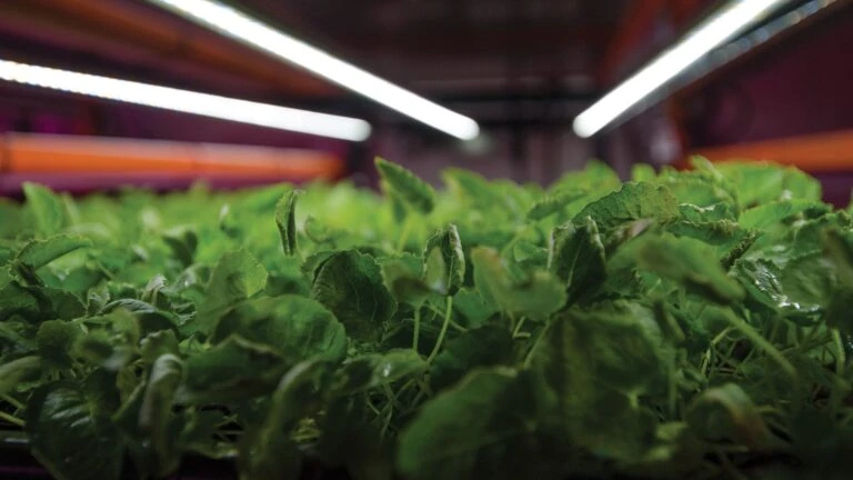Close-up of cannabis under LED grow lights for commercial cultivation, optimized PPFD.