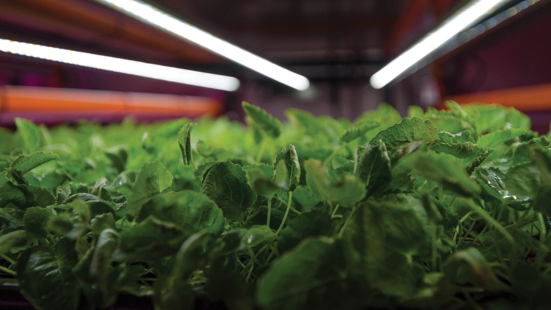 Close-up of cannabis under LED grow lights for commercial cultivation, optimized PPFD.