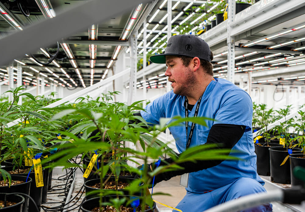 A grower in blue scrubs inspects cannabis under LED grow lights at a commercial facility.