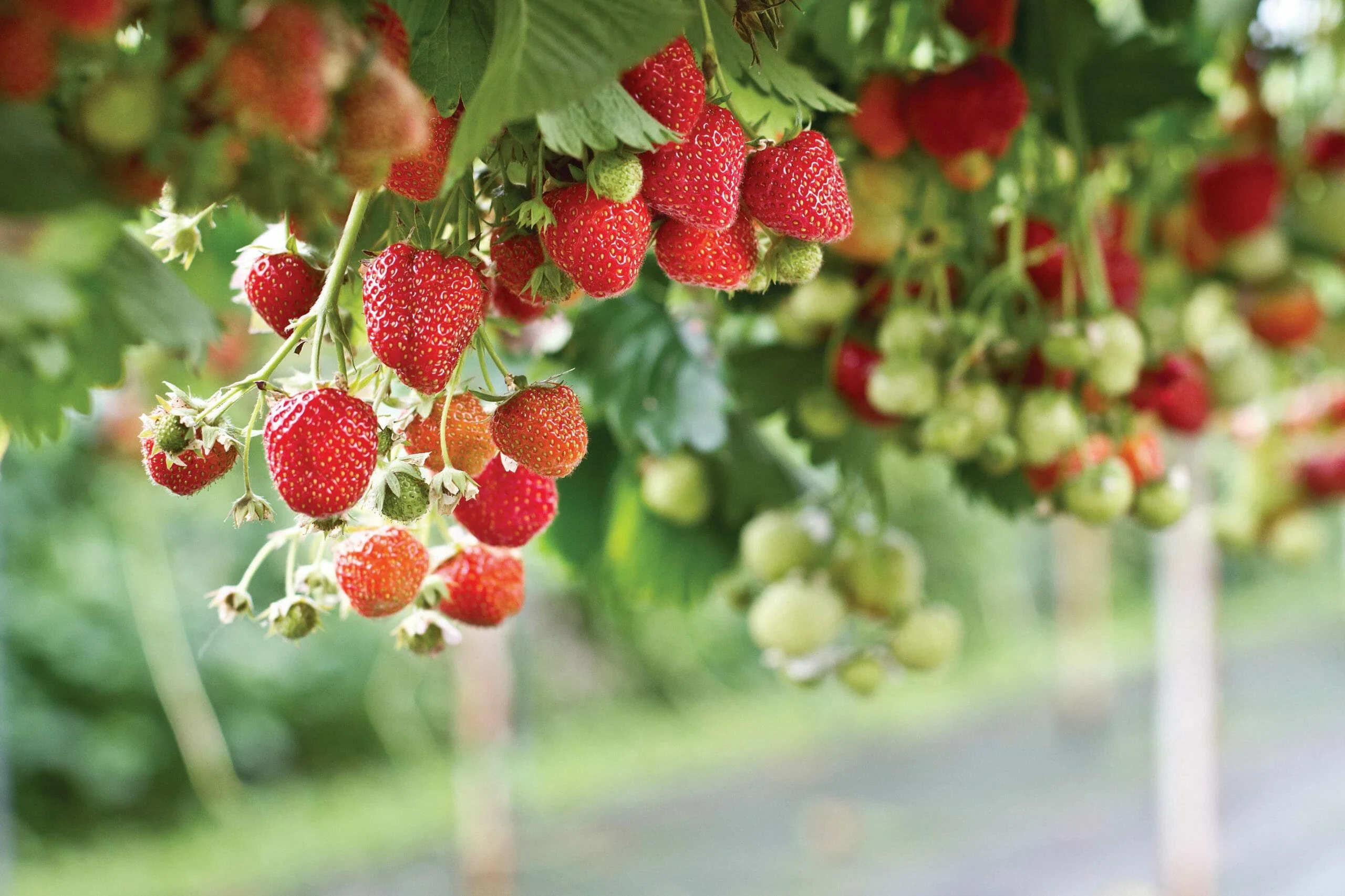 Ripe and unripe strawberries under LED grow lights for cannabis cultivation.