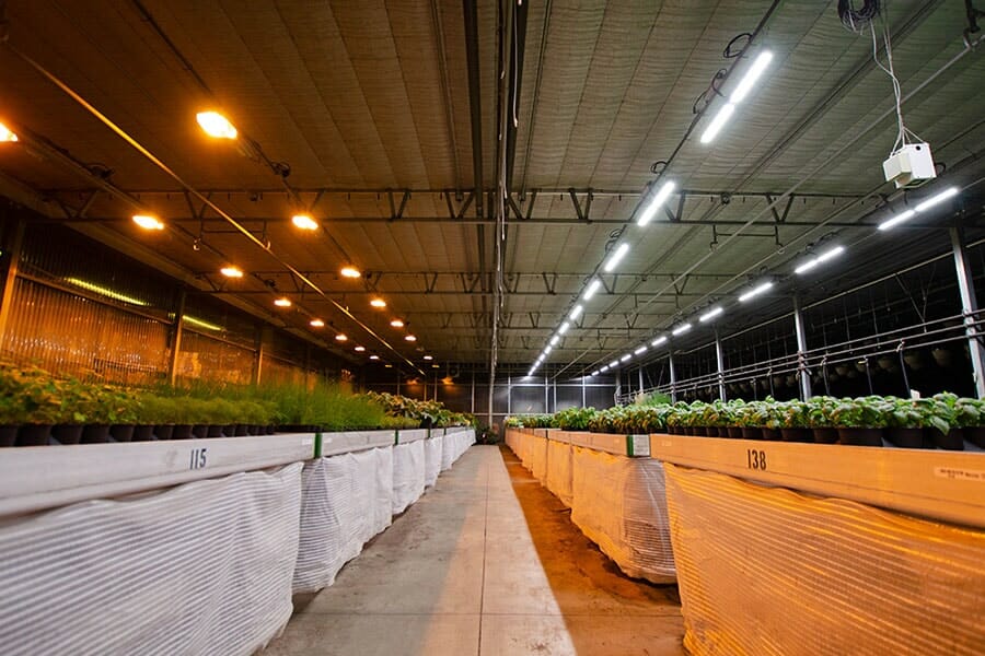 Wide view of commercial cannabis cultivation under LED grow lights for cannabis.