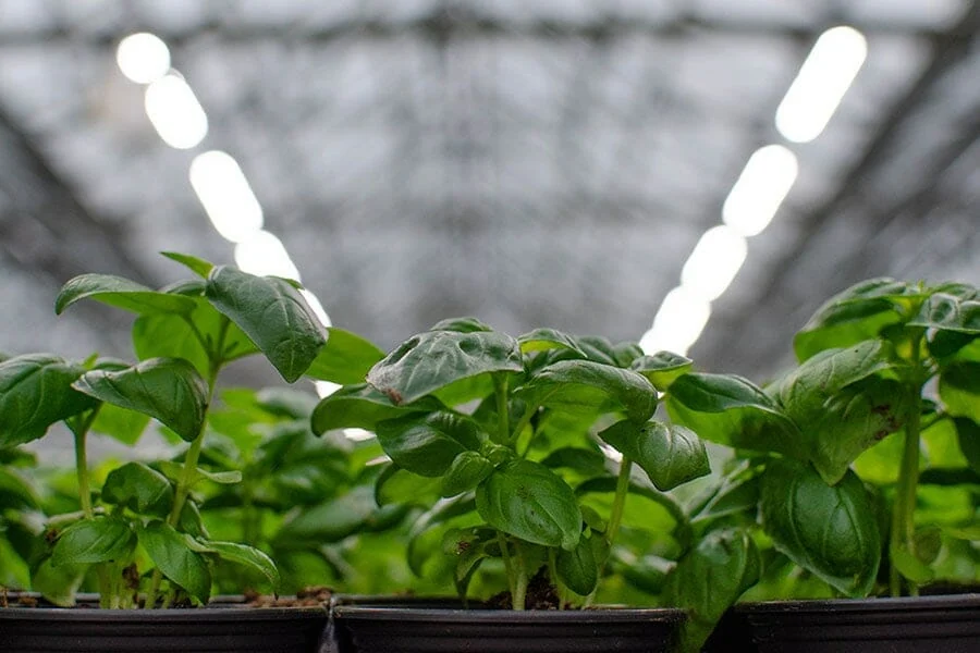 Close-up of cannabis plants under LED grow lights in a commercial greenhouse.