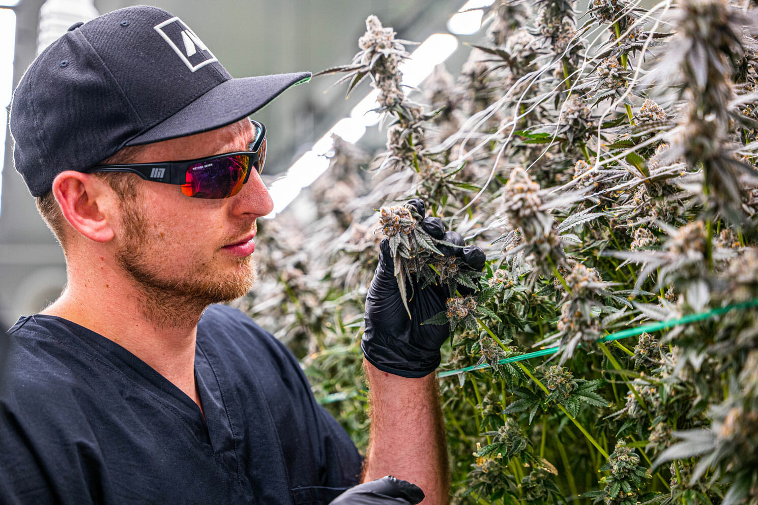 Person inspects cannabis under LED grow lights in commercial cultivation facility.