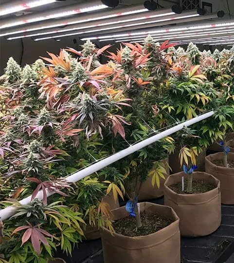 Mature cannabis plants in fabric pots under LED grow lights for cannabis cultivation.