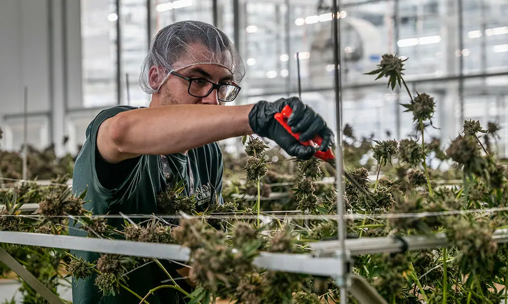 Worker trimming cannabis plants under LED grow lights in commercial facility.