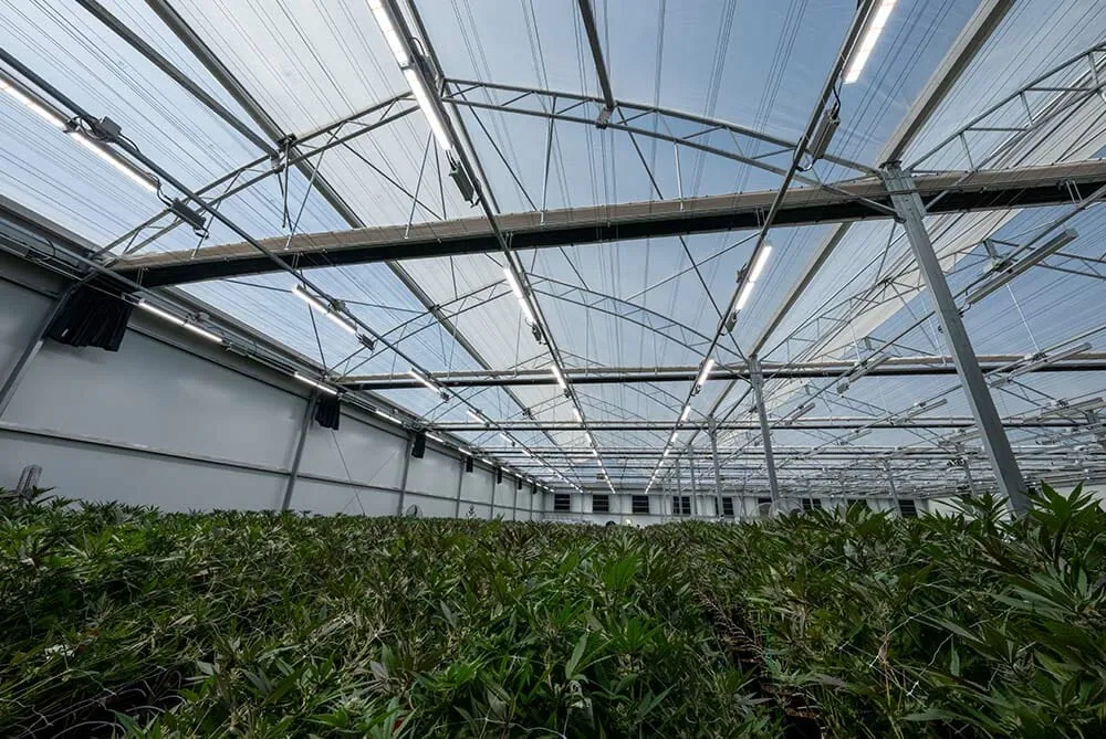 Commercial cannabis cultivation under LED grow lights in a modern greenhouse.