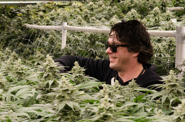 Grower tending mature cannabis under LED grow lights in commercial facility.