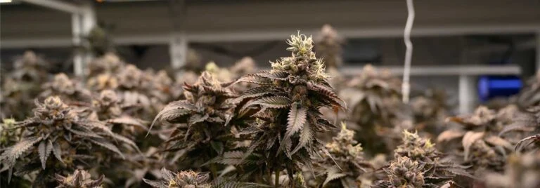 Mature cannabis plants under LED grow lights for commercial cannabis cultivation.