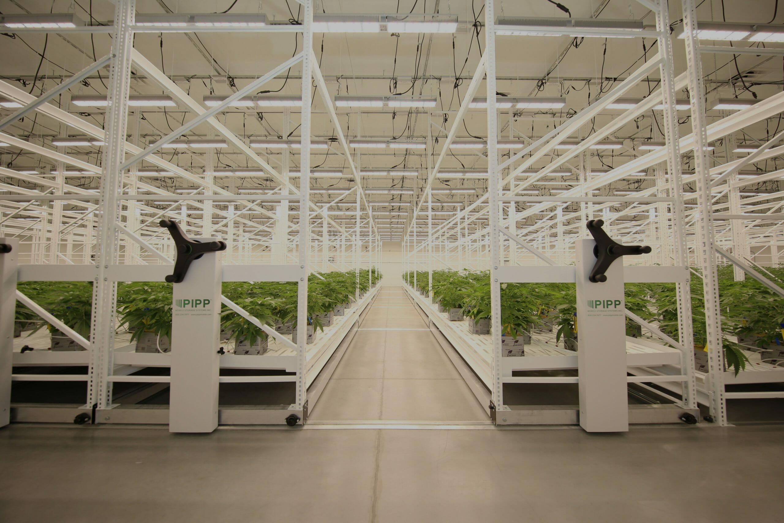 Cannabis plants thriving under commercial LED grow lights in a cultivation facility.