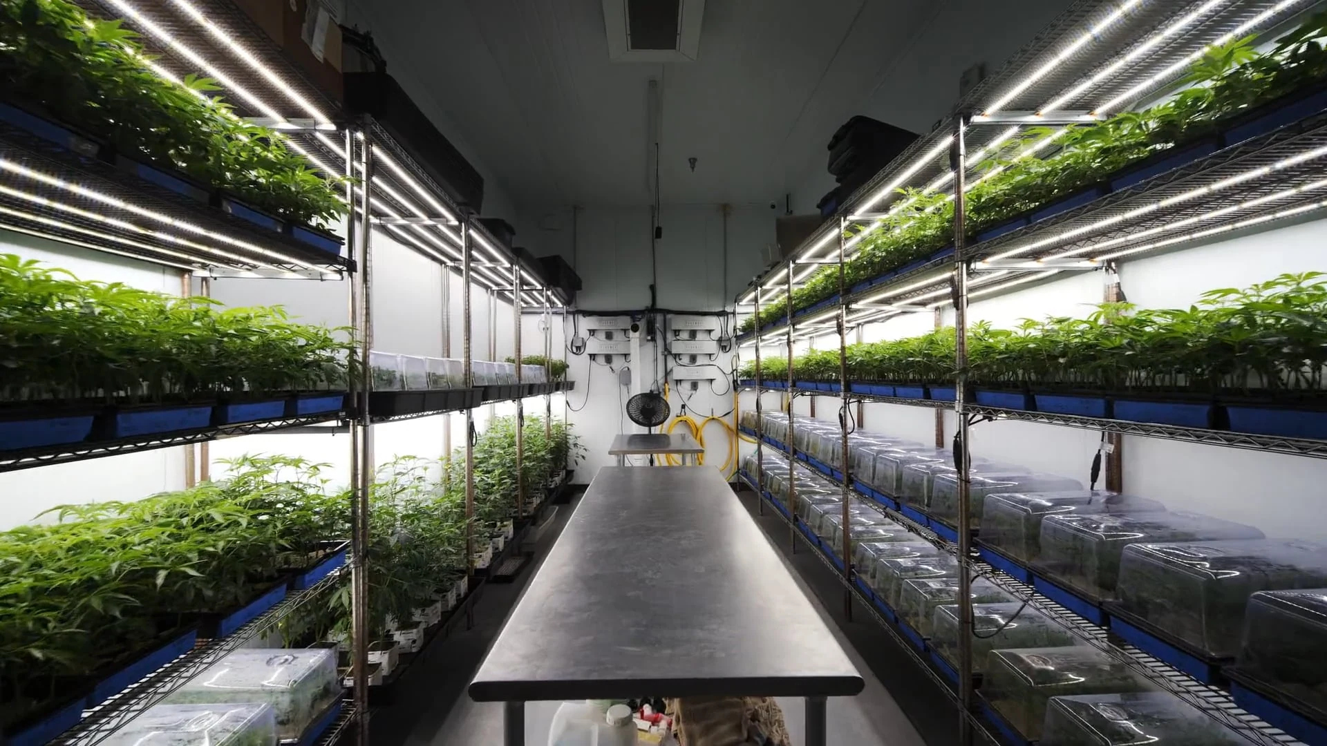 Commercial cannabis cultivation room with LED grow lights for cannabis plants.