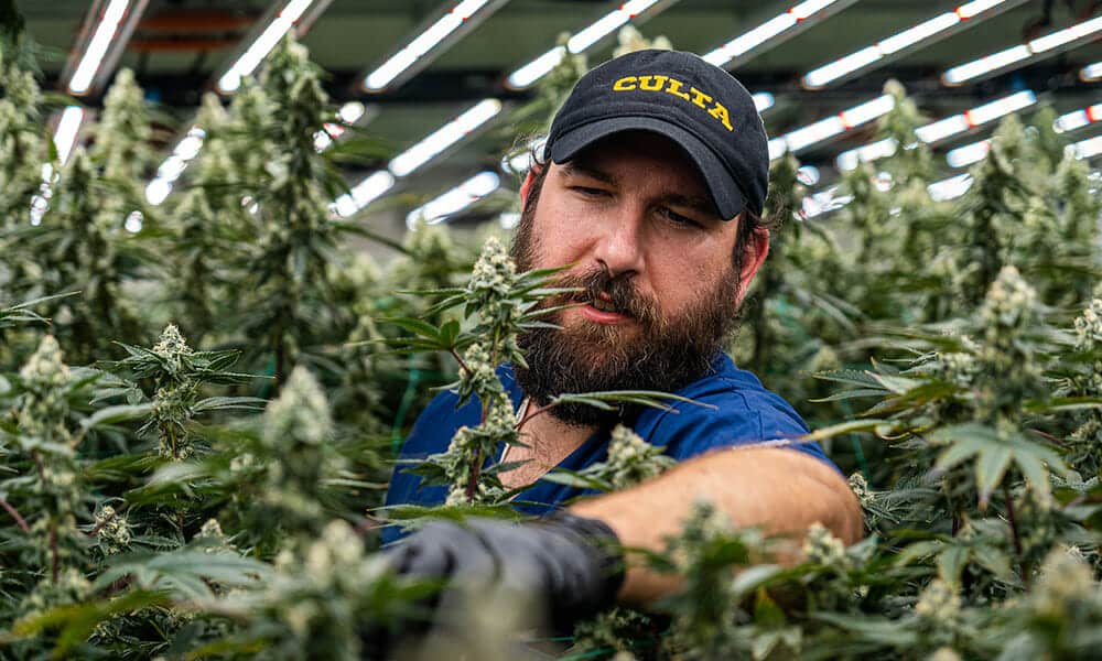 Bearded man inspects cannabis under commercial LED grow lights in cultivation facility.