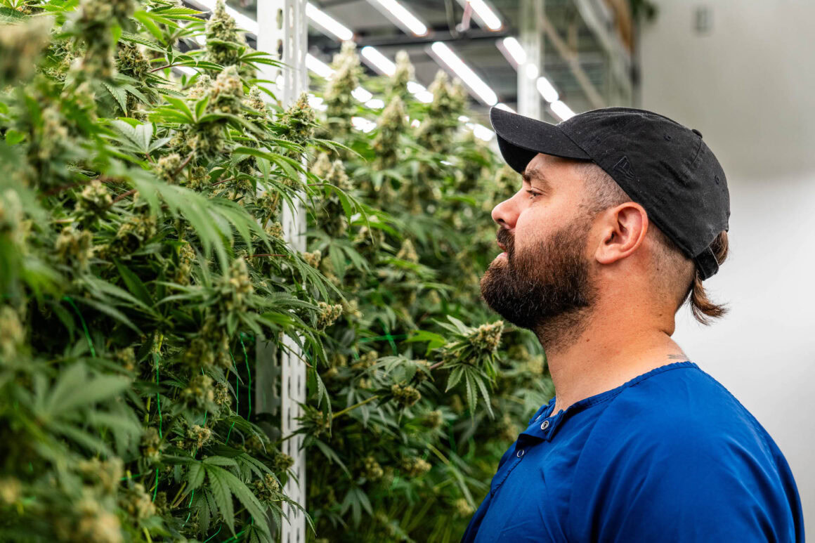Man inspects cannabis plants under LED grow lights in commercial facility.