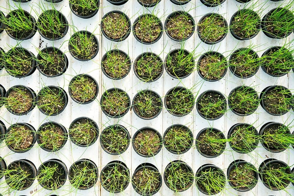 Young cannabis plants in pots under LED grow lights for commercial cultivation.