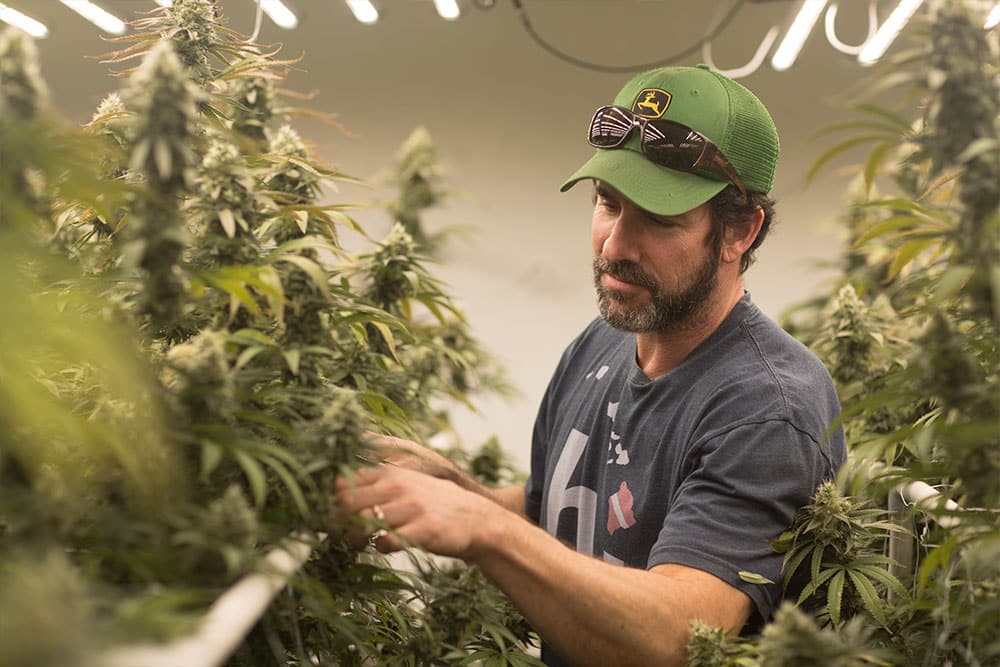 A worker inspects cannabis under LED grow lights at a commercial cultivation facility.