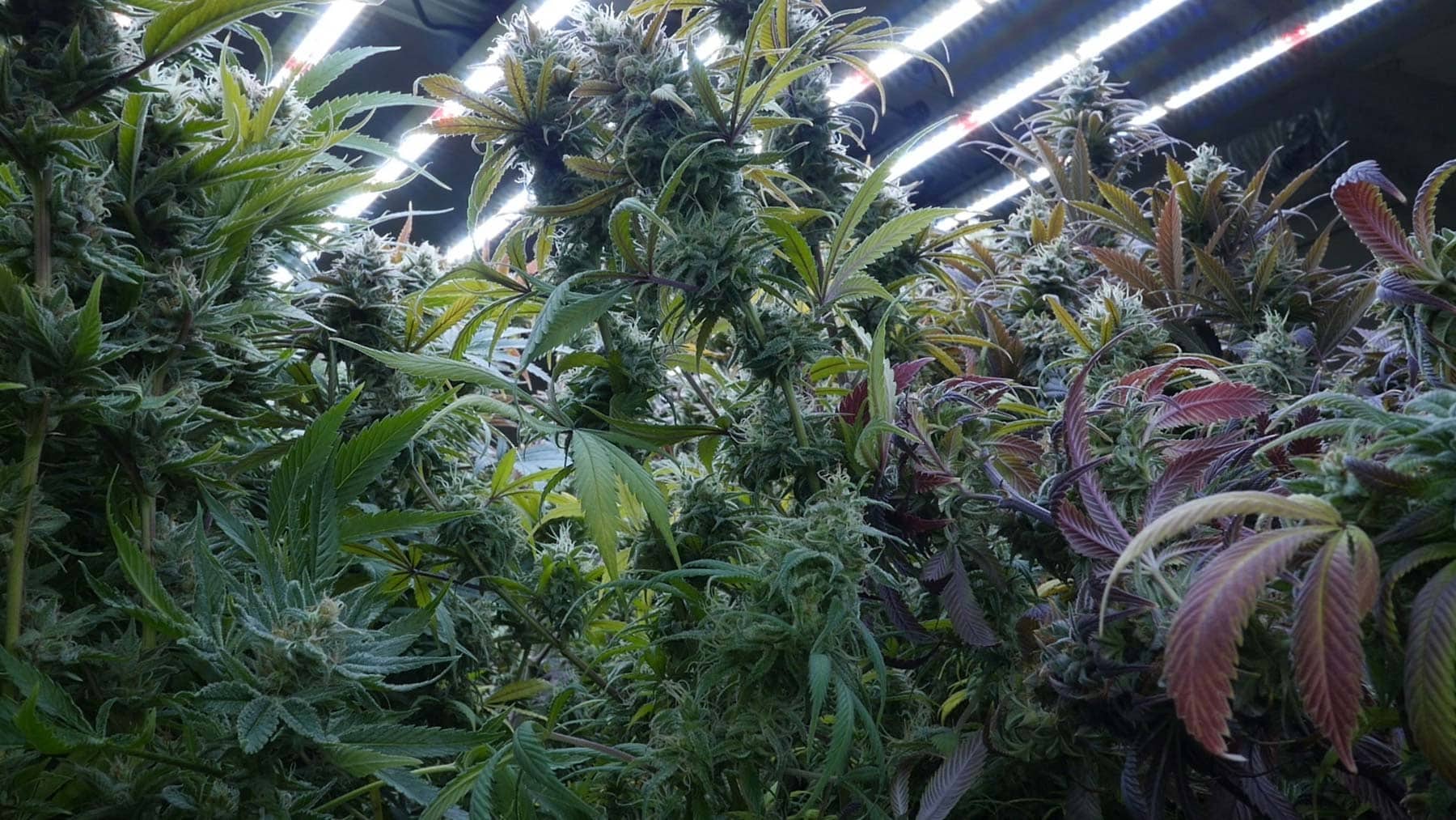 Cannabis plants thriving under advanced LED grow lights for commercial cultivation.