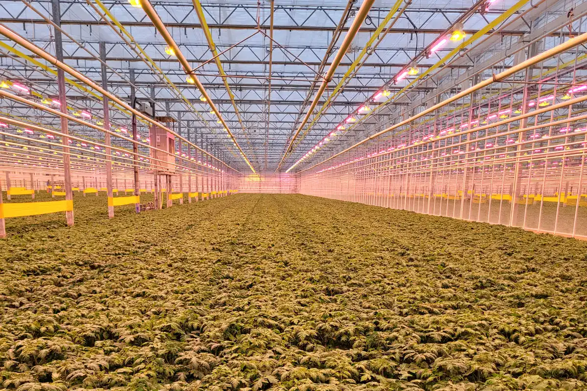 Commercial cannabis grow room with LED grow lights and rows of healthy plants.