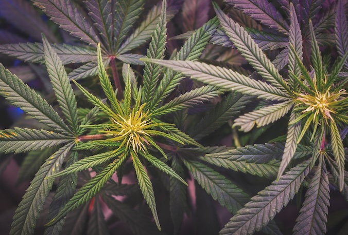 5 Keys to a Successful Cannabis LED Lighting Installation