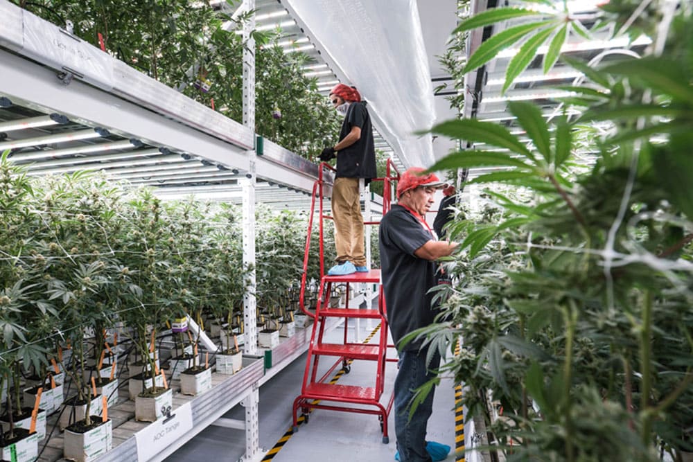 Workers in commercial cannabis cultivation facility under LED grow lights.