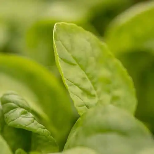 Close-up of green leaf under LED grow lights for cannabis in commercial cultivation.