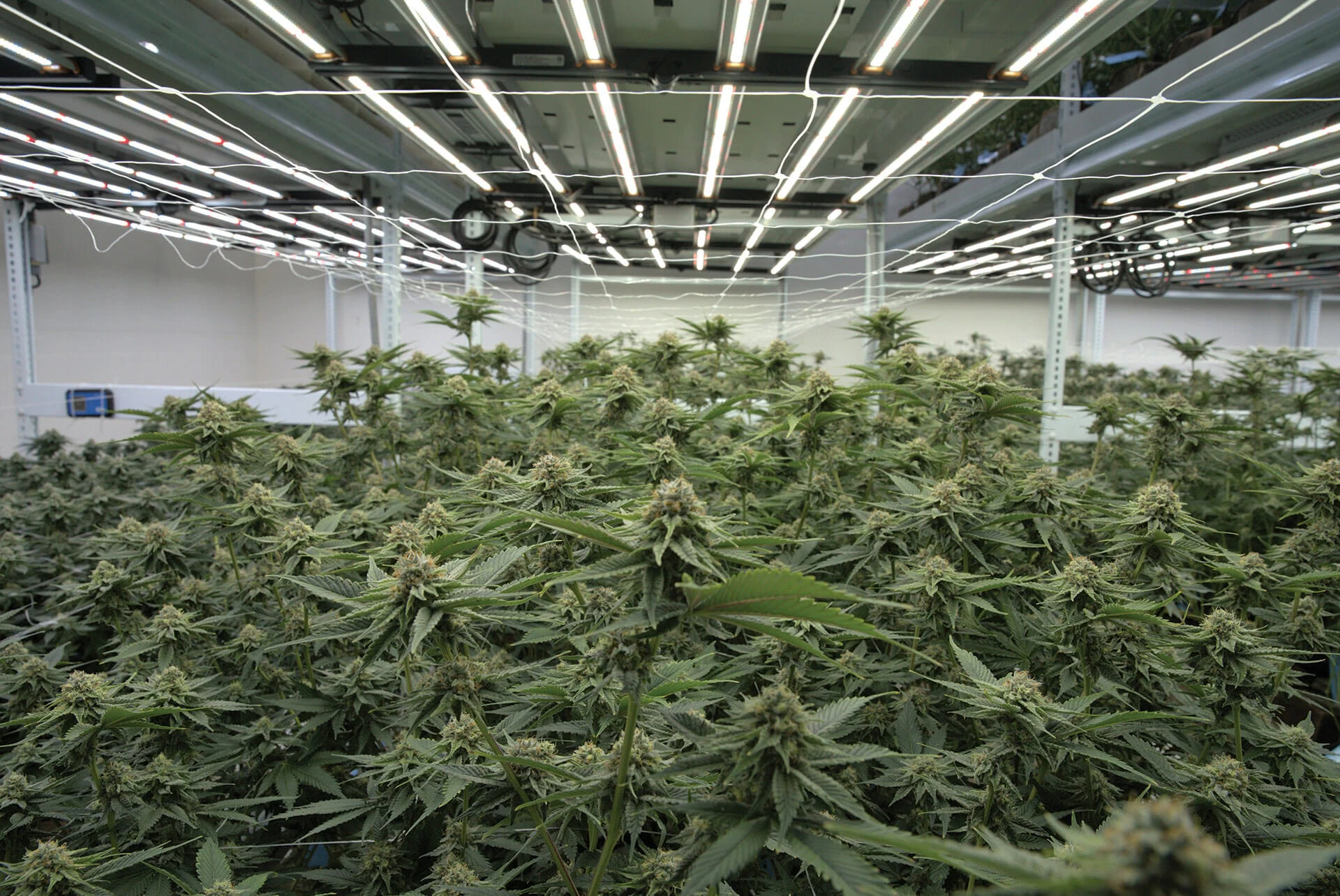 Indoor commercial cannabis cultivation under advanced LED grow lights for cannabis.