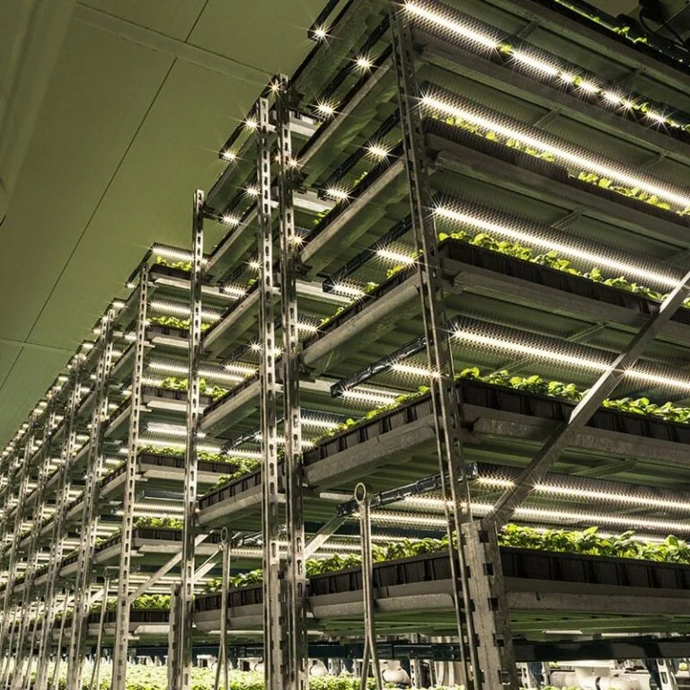 Commercial cannabis cultivation with LED grow lights and vertical shelving.