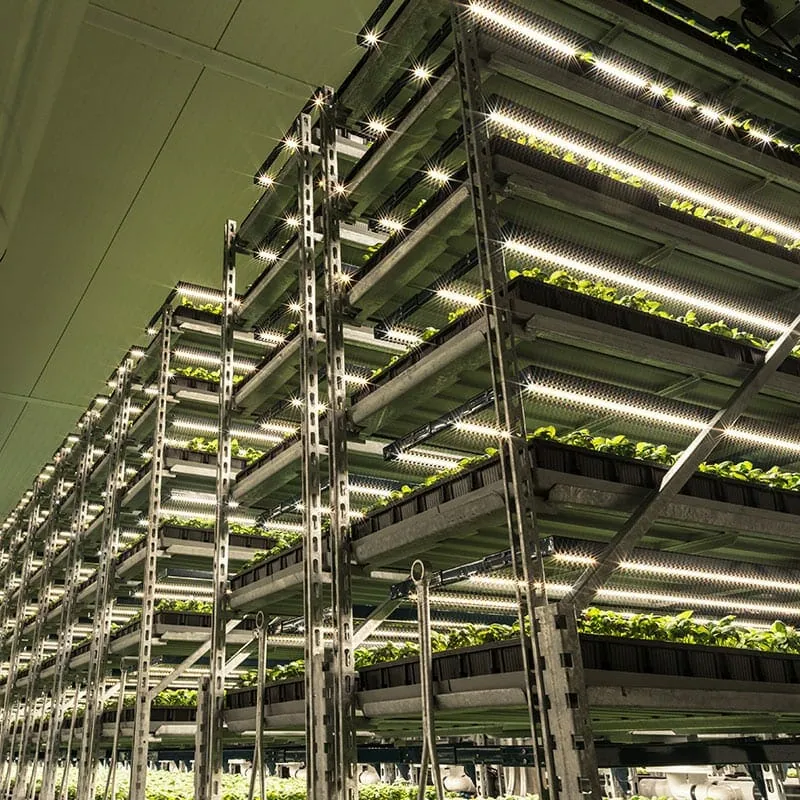 Commercial cannabis cultivation with LED grow lights and vertical shelving.