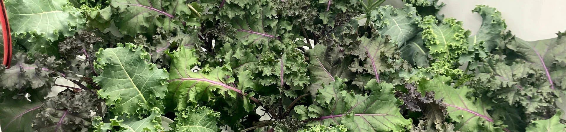 Close-up of kale leaves under LED grow lights for cannabis in commercial setup.