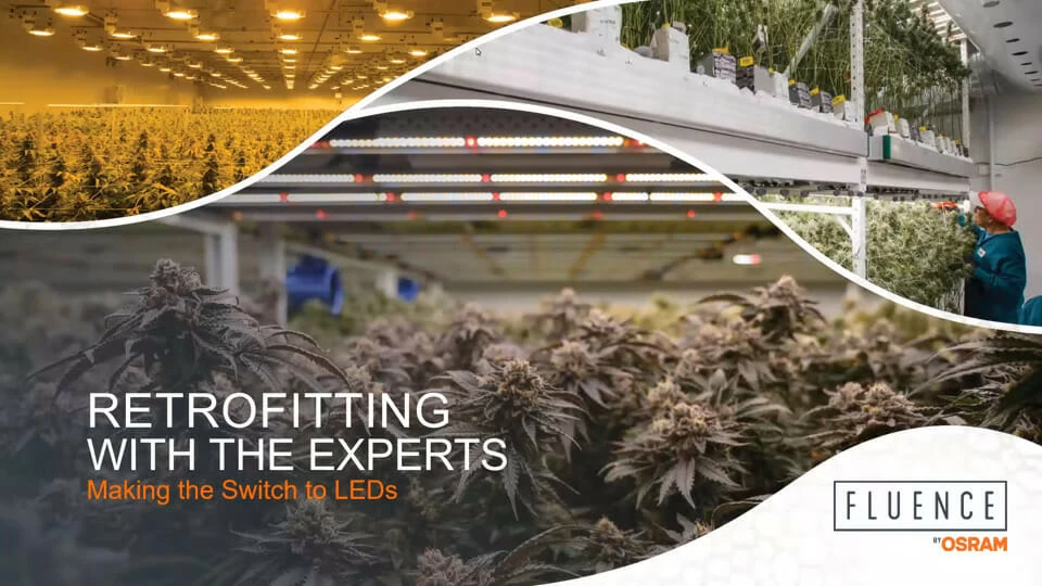 Worker inspecting cannabis plants under commercial LED grow lights for cannabis.