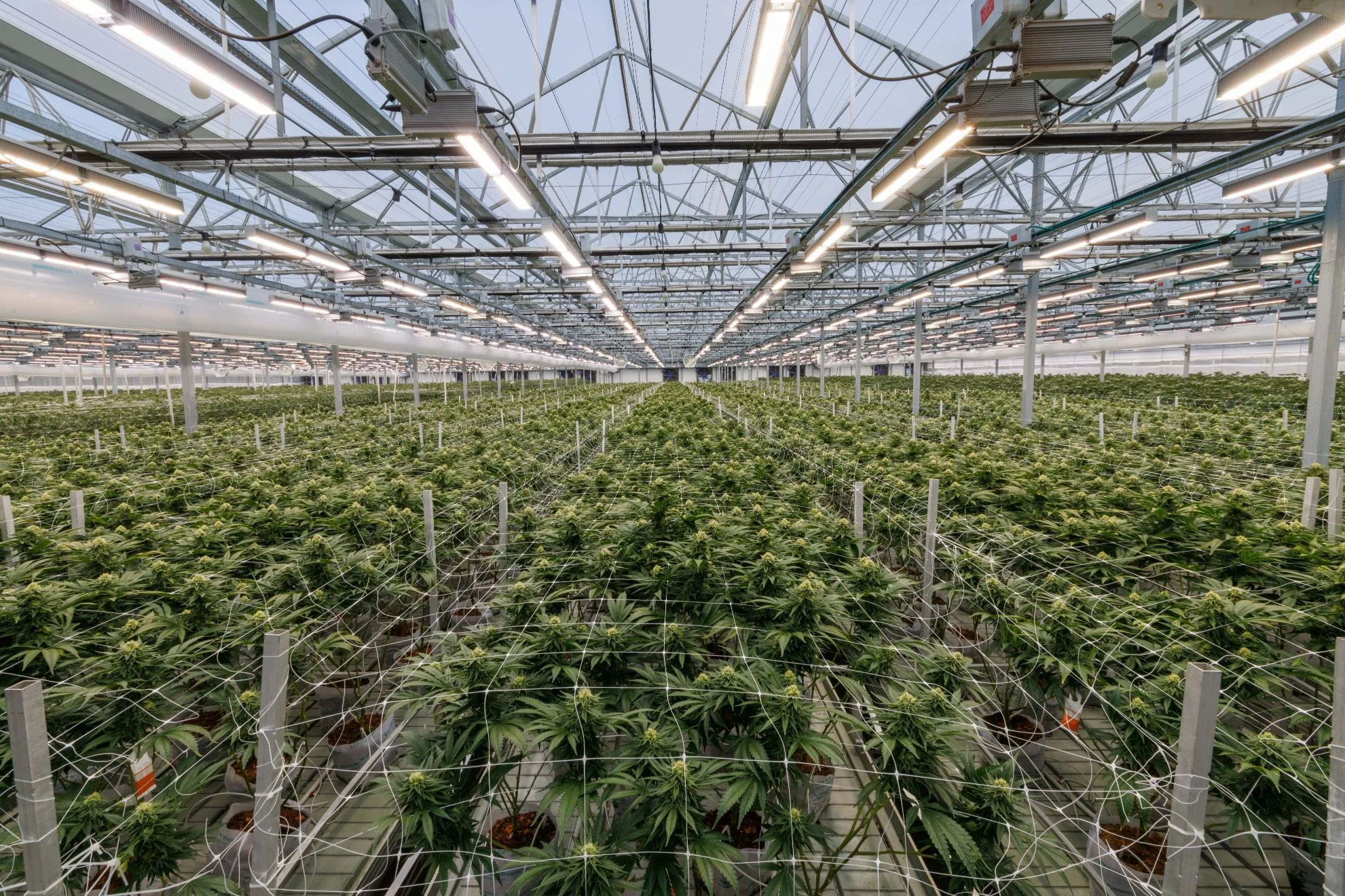 Commercial cannabis cultivation facility with LED grow lights and trellis support.
