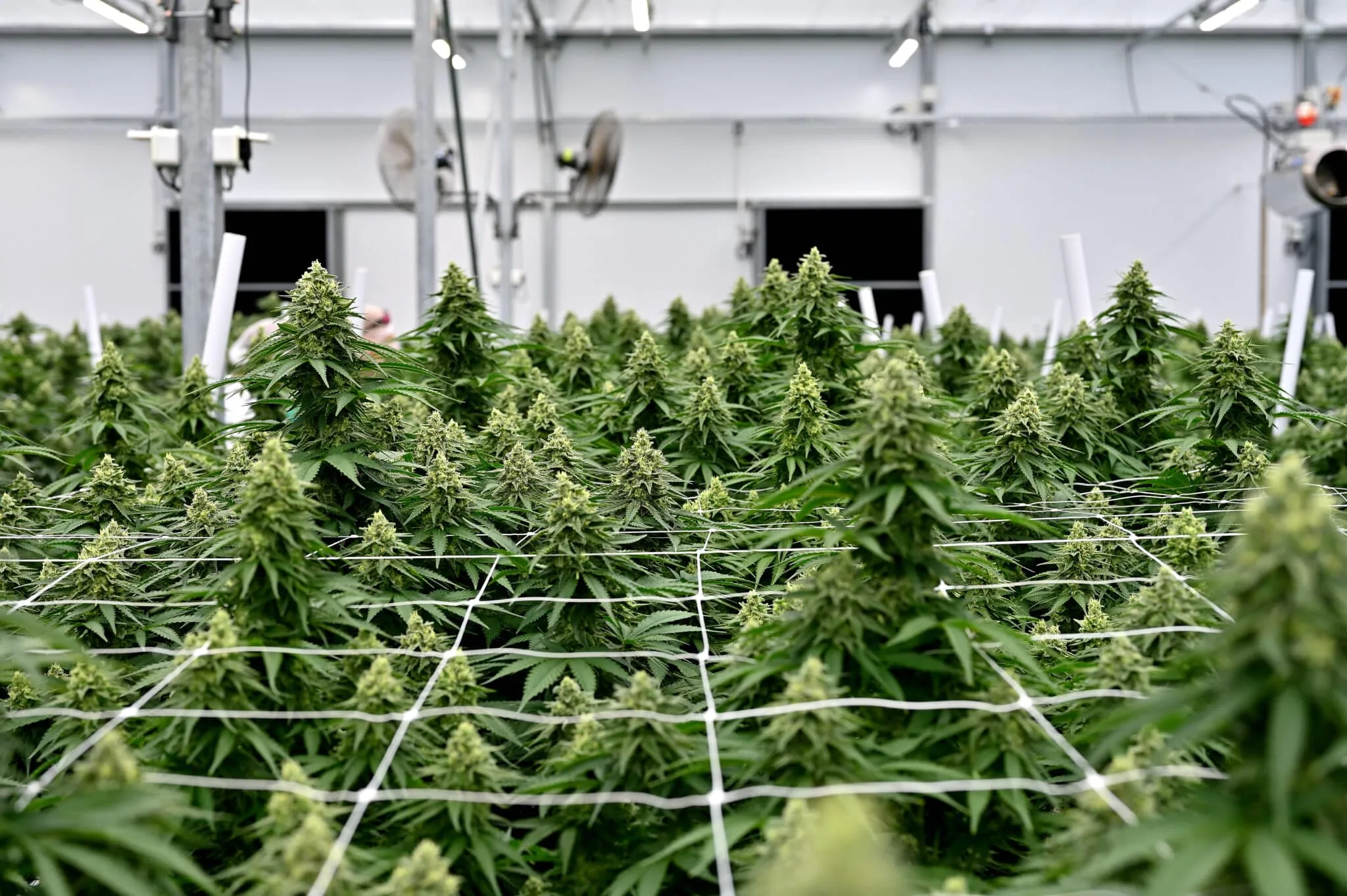 Commercial cannabis cultivation under advanced LED grow lights and trellis nets.