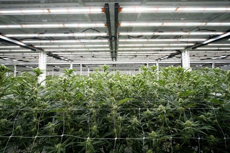 Cannabis plants thrive under LED grow lights in a commercial cultivation facility.