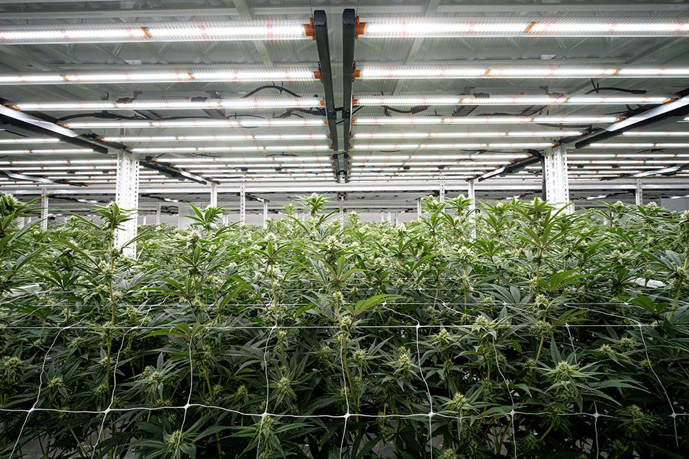 Cannabis plants thrive under LED grow lights in a commercial cultivation facility.