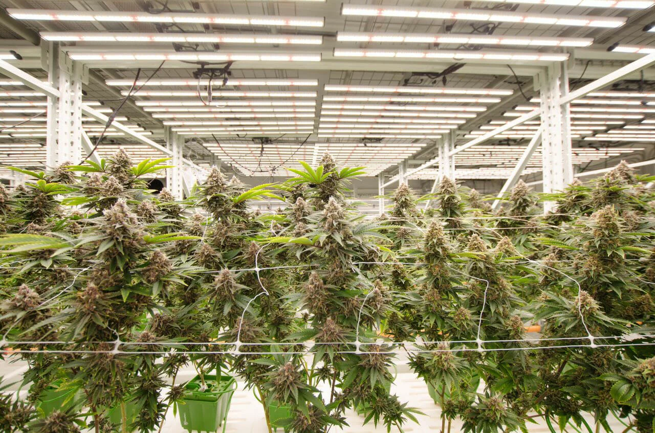 Cannabis plants thriving under advanced LED grow lights in a commercial facility.